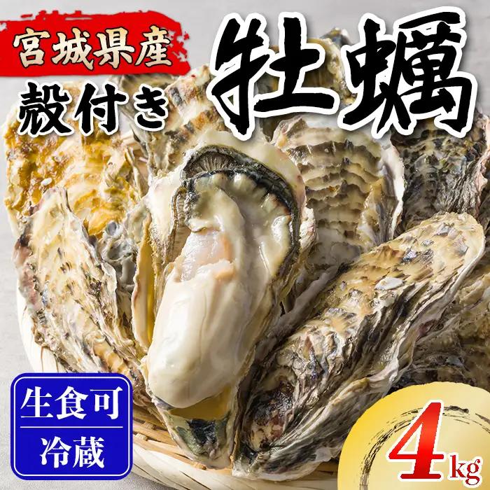 松島牡蠣屋 殻付き牡蠣（生食用） 4kg  生牡蠣 宮城県産 牡蛎 牡蠣 カキ オイスター カキフライ 牡蠣鍋 海鮮 国産 魚貝類 【菊地水産合同会社】tm746