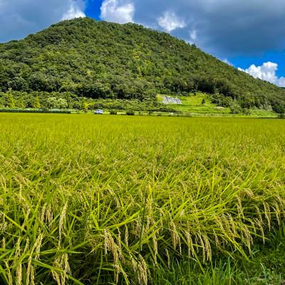 ふるさと納税 丹波篠山市 丹波篠山産特別栽培米コシヒカリ2kg×3 |  | 02