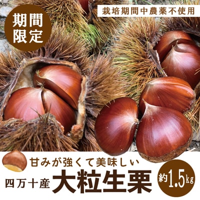 【期間限定・早期受付・数量限定】四万十産生栗1.5kg(栽培期間中農薬不使用)9月～10月下旬配送