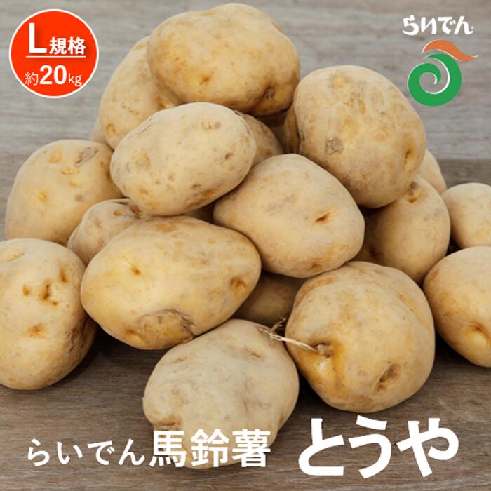 【ふるさと納税】2025年 8月 出荷 先行予約 らいでん 馬鈴薯 とうや L 規格 約 20kg じゃがいも イモ 芋 ポテト 北海道 共和町 産地直送 JAきょうわ 野菜 根菜 　お届け：2025年8月上旬〜2025年9月上旬まで
