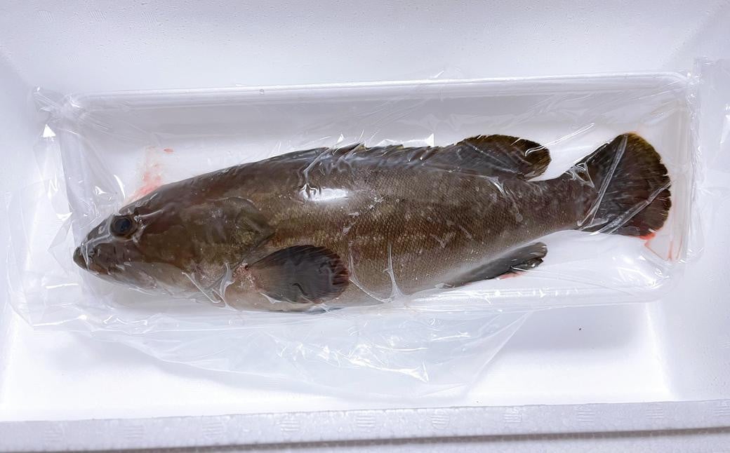 長崎の森で育てた『幻のクエ』 まるごと 一本 600g ／ 海鮮 魚介 刺身 クエ 鍋 高級魚 長崎県 長崎市