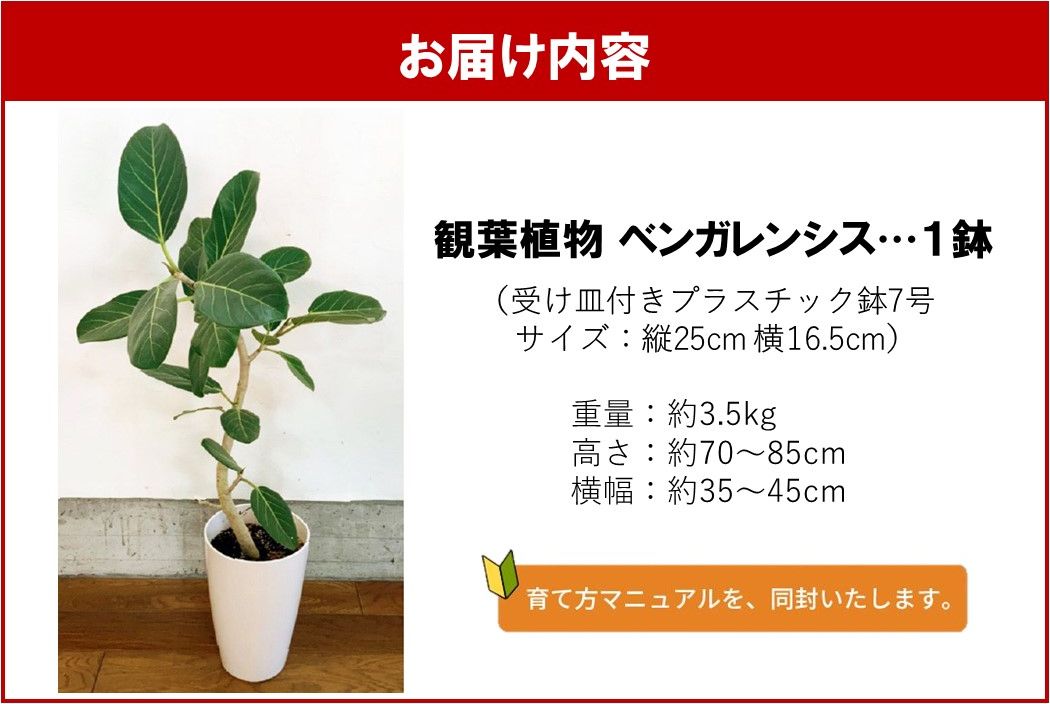 066-15 観葉植物 ベンガレンシス7号サイズ1鉢