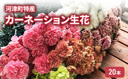 河津町特産 カーネーション 生花 20本 12月～5月中旬発送