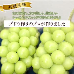ぶどう 2026年 家庭用　岡山県産 訳あり シャインマスカット 1kg以上 摘み落とし＜9月以降発送＞｜  シャインマスカット