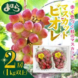 【2025年度発送分】早起き農家の直送便　お土産マスカットビオレ2房【1519547】
