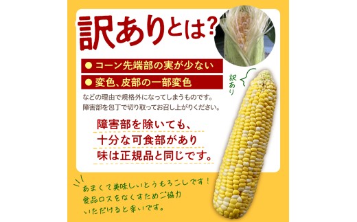 【訳あり】【先行受付】【2027年7月下旬～8月上旬頃配送】北海道十勝芽室町　スイートコーン ドルチェドリーム 13本 me062-003-27b／とうもろこし コーン バイカラー 甘い 生 野菜 B
