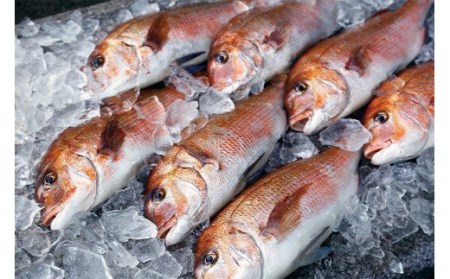 鯛 約0.9～1kg まるごと 1匹 魚 鮮魚 ブランド 乙女鯛 刺身 新鮮 鯛めし 高知県 須崎市  鯛 鯛飯 鯛 真鯛 ﾀｲ 真鯛 ﾀｲ 真鯛 ﾀｲ 真鯛 ﾀｲ 真鯛 ﾀｲ 真鯛 ﾀｲ 真鯛 ﾀｲ
