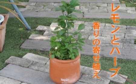 寄せ植え レモンとハーブ 香り ラウンド型 寄せ植え