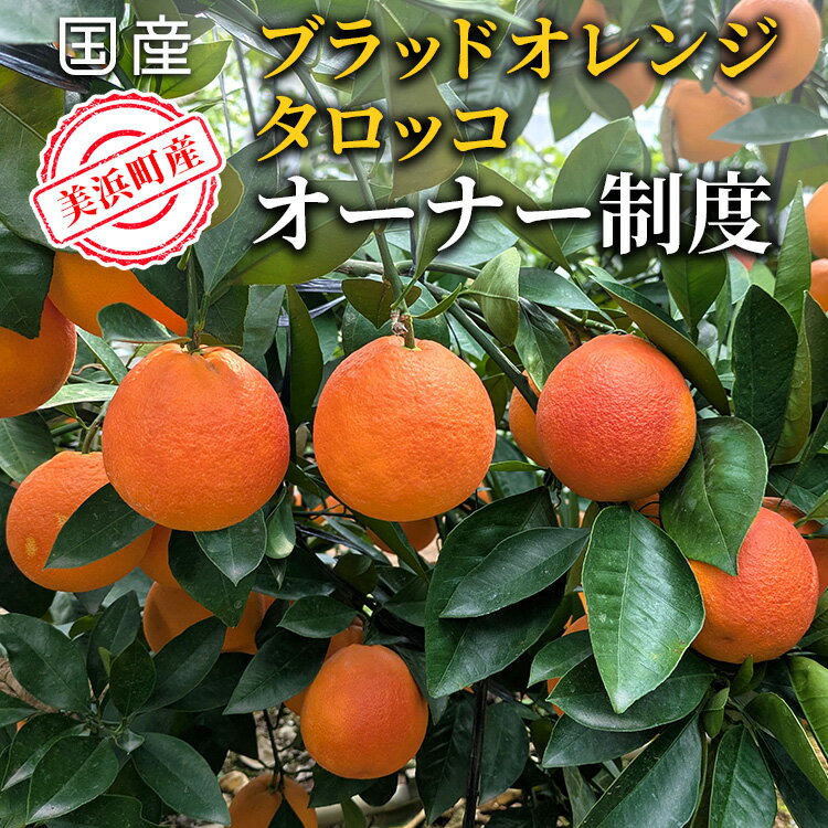 【ふるさと納税】美浜町産ブラッドオレンジタロッコ　オーナー制度