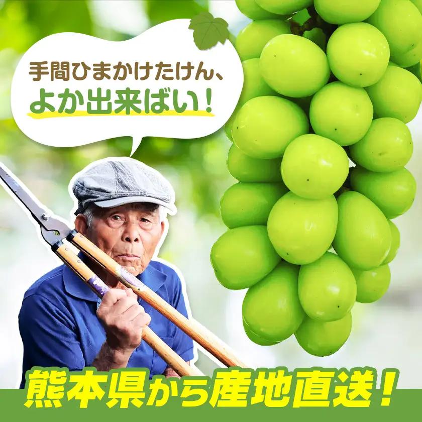 シャインマスカット 2kg じっちゃんのかじゅえん《8月上旬-9月下旬頃出荷》
