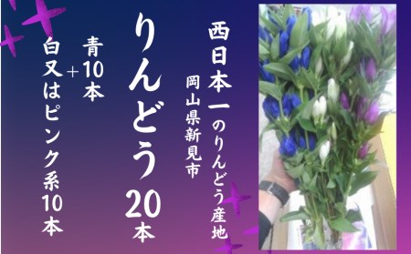 【2026年7月～9月発送】岡山県新見市産 新見のりんどう 20本