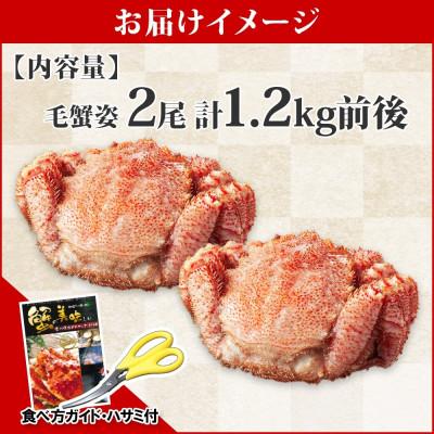 ふるさと納税 弟子屈町 【のし付】毛蟹 姿 2尾 計1.2kg前後 ボイル 蟹ハサミ・ガイド付 北海道 弟子屈町 2455 |  | 03