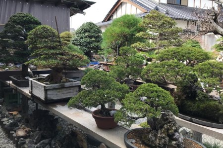 ふるさと納税限定 園主 秋山実と選ぶ 盆栽購入チケット 60,000円分 / 秋山園 / 山梨県 韮崎市