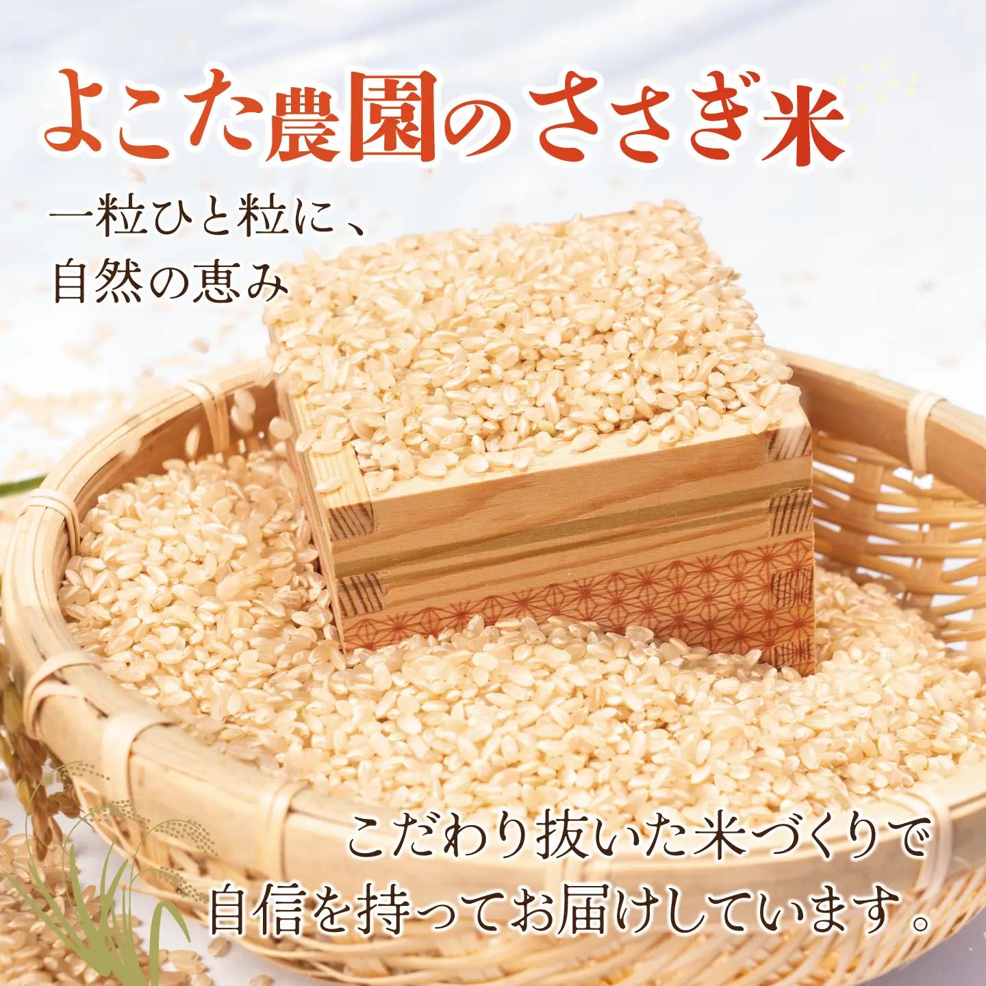 【12回定期便】令和8年産 コシヒカリ 玄米 10kg 新米 こしひかり