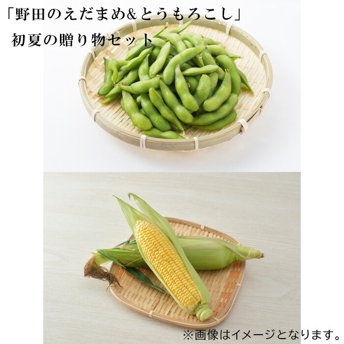 【ふるさと納税】No.243 「野田のえだまめ&とうもろこし」初夏の贈り物セット ／ トウモロコシ 採れたて 豆 送料無料 千葉県