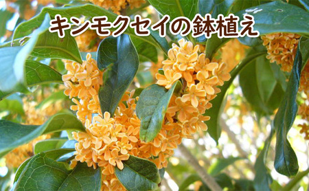 苗木 キンモクセイ 鉢植え 白プラ鉢 植物 ガーデン 苗木