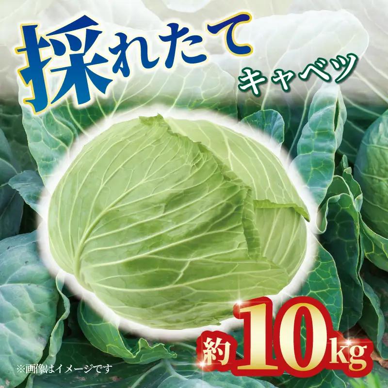 キャベツ 約10kg 4玉 ～ 8玉 キャベツ
