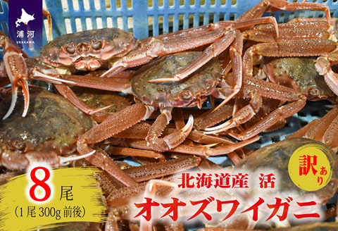 訳あり 活オオズワイガニ300g前後×8尾[02-1566]