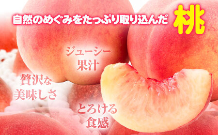 桃 紀の川市産 約1kg(3玉) 紀農人株式会社《2025年6月上旬-8月中旬頃出荷》和歌山県 紀の川市 果物 フルーツ 桃 もも モモ 旬