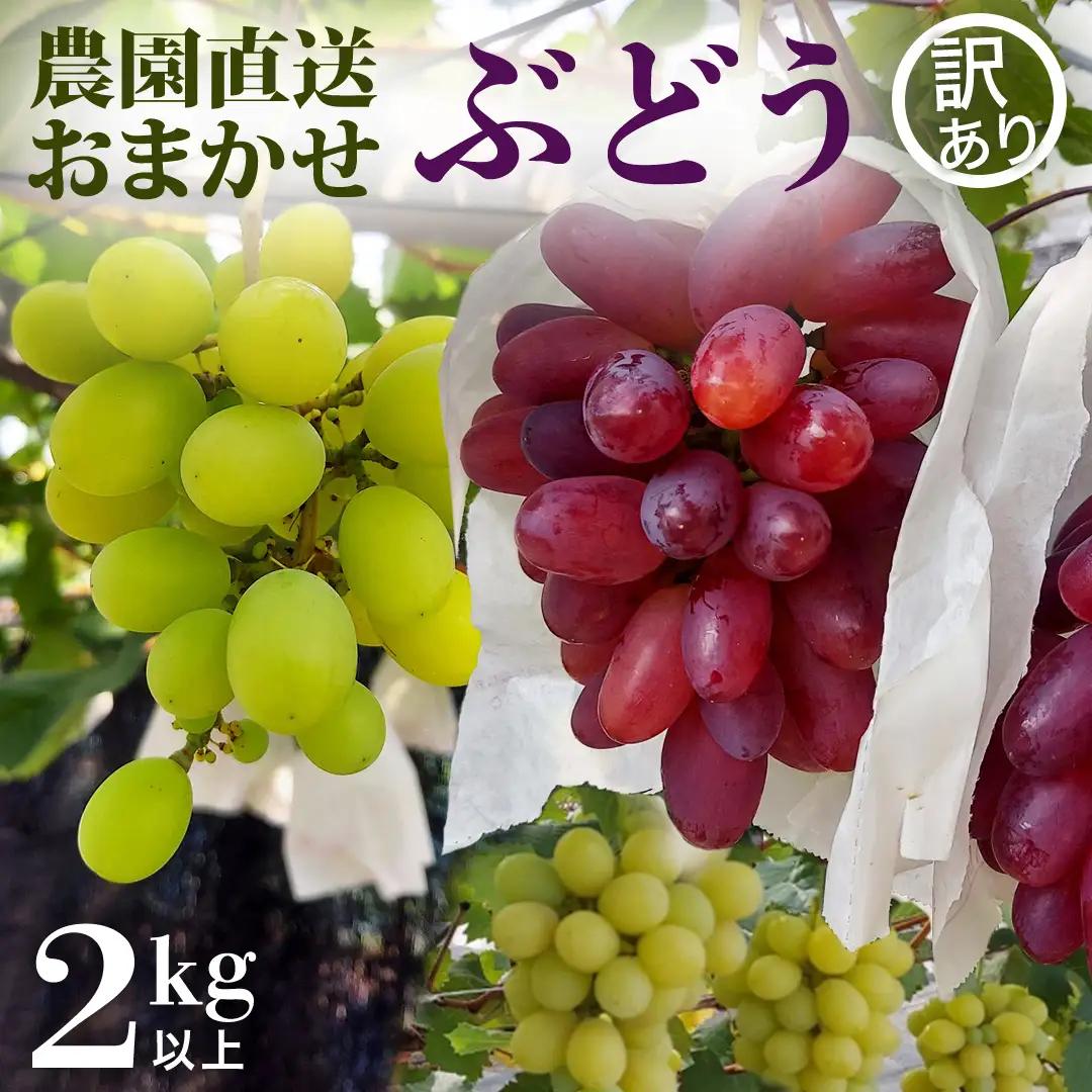 【先行予約】【 訳あり 】 ご家庭用 朝採れ ぶどう （品種おまかせ） 計 2kg 以上 （2026年8月下旬から発送開始）