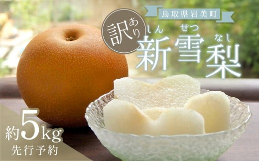 【先行予約】（訳あり）中野農園 梨 ”新雪梨” 5kg箱｜鳥取 岩美 梨 なし ナシ  赤梨 果物 フルーツ【41046】