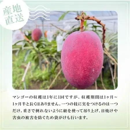 【2027年6月下旬から順次発送】かみざと農園の贈答用アップルマンゴー1kg【配送不可地域：離島】【1601771】