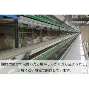 純国産鶏【さくら】純たまご30個入り 破損保証5個を含む【6ヶ月連続お届け】 (AJ029) 国産 卵 産地直送 たまご 飼料にこだわった 玉子 鶏卵