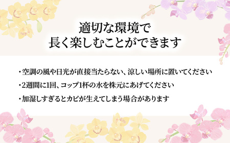 胡蝶蘭 白色赤リップ 3本立て | 胡蝶蘭 胡蝶蘭 胡蝶蘭 胡蝶蘭 胡蝶蘭 国分寺洋蘭園 埼玉県 北本市