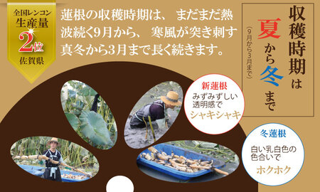 【先行ご予約受付中】氷詰めレンコン（1.5～2kg） B140-001