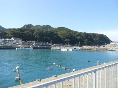 本場高知のカツオ まるごと１本（1.5kg～）※着日指定不可※鮮魚 鰹のたたき 刺身 お造り 煮魚 直送便【R00832】