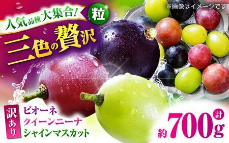 【先行予約】 訳あり ぶどう3種 食べ比べ 切り落とし 計約700g  【合同会社 社方園】[ZBZ040]