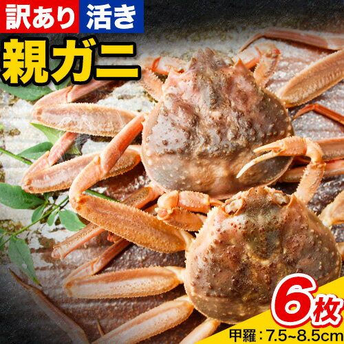 【ふるさと納税】【活き】訳あり 足折れ 日本海産 親ガニ セコガニ 6枚(甲羅のサイズ7.5~8.5cm) 高間商店《11月中旬-1月中旬頃出荷予定》鳥取県 八頭町　鳥取 送料無料 カニ 蟹 かに 訳あり 足折れ 鍋 珍味 ズワイガニ　魚介類　海の幸　魚介　食品