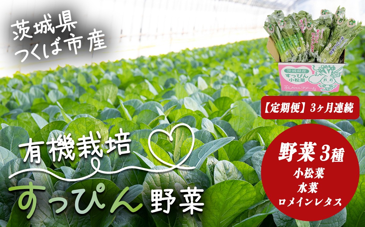 
                  【 3ヵ月 定期便 】すっぴん有機やさいセット （ 小松菜 ・ 水菜 ・ ロメインレタス ） │ 小松菜 ロメインレタス 水菜 野菜 有機栽培 無農薬 オーガニック 茨城県 つくば市
                