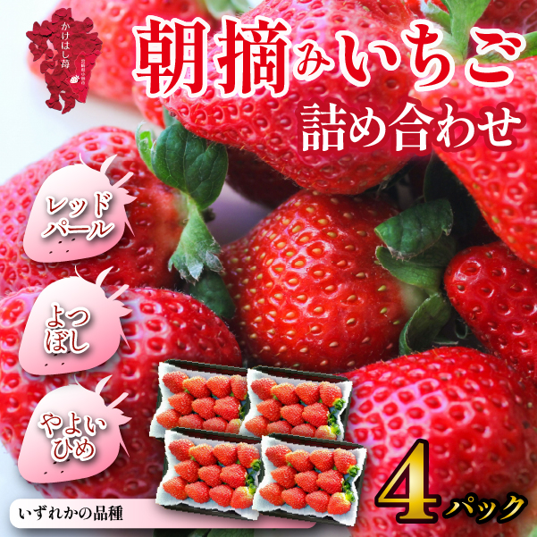 新鮮採れたて 朝摘みいちご 4パック（苺 イチゴ フルーツ 産地直送 限定）