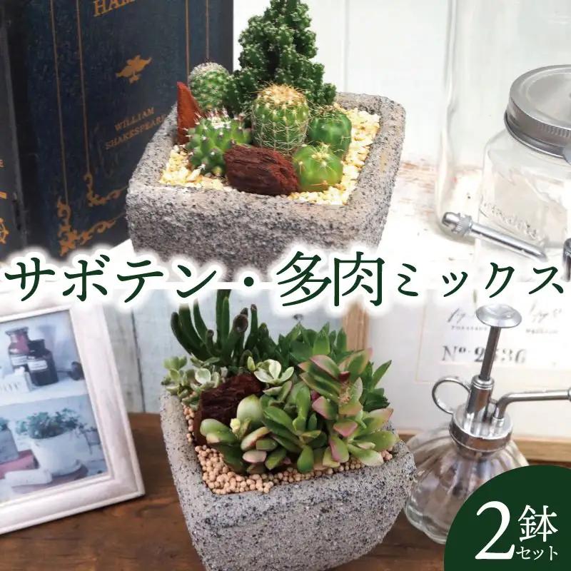 京都 サボテン 多肉 ミックス セメントポット 2鉢 セット 植物 インテリア 観葉植物