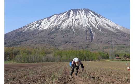 ＜数量限定・早期予約＞北海道真狩村産　グリーンアスパラ約1kg【2025年産】【0107901】