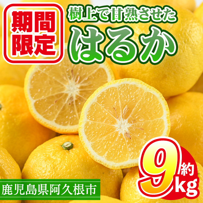 ＜2027年2月上旬以降順次発送予定＞数量限定！鹿児島県産 はるか(約9kg) 国産 柑橘 果物 果実 くだもの フルーツ 旬 デザート 期間限定 数量限定 鹿児島県産 阿久根市産 樹上完熟 ノーワックス【三笠農業生産】akn051-02