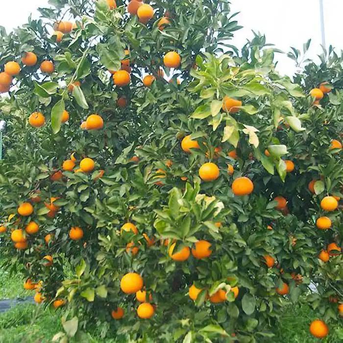 【令和9年 先行予約】清見オレンジ 5kg 混合サイズ 訳あり 和歌山県 海南市 鈴木農園から直送 清見オレンジはスマイルカットがおすすめ みかん フルーツ 柑橘