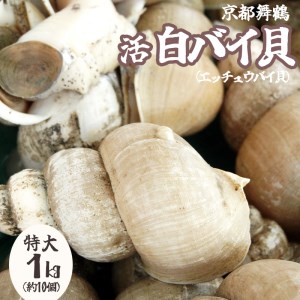 京都舞鶴 活 白バイ貝 特大 1kg 白バイ貝 白バイ貝 しろばいがい