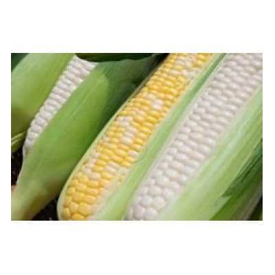 トウモロコシ(ゴールドラッシュ 白いおおもの ドルチェドリーム)合計10本 ミックス【1717445】