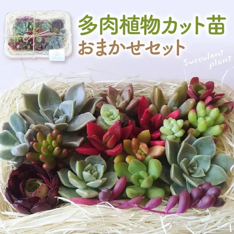 多肉植物 カット苗 おまかせセット 植物 多肉植物 苗