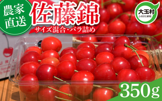 さくらんぼ 佐藤錦 350g 令和7年分 先行予約 バラ詰め サイズ混合（M/L/LL） ｜ 朝採れ もぎたて 農家直送 産地直送 果物 フルーツ 旬 新鮮 お取り寄せ ギフト 贈り物 サクランボ 福島県 大玉村 菊地果樹園 ｜ OT20-003-R7