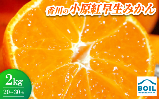 
            小原紅早生みかん　約2kg(20～30玉)【1680215】
          