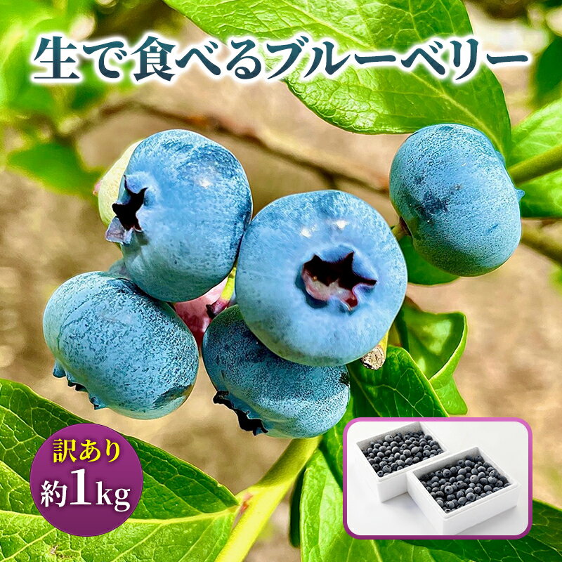 【ふるさと納税】訳あり 生で食べる ブルーベリー 約 1kg 生ブルーベリー 生 フルーツ 果物 夏 旬 旬のフルーツ 季節のフルーツ 不揃い 傷 規格外 訳アリ 冷蔵 冷蔵配送 岩手 岩手県 盛岡 盛岡市　お届け：2025年6月28日～2025年7月30日