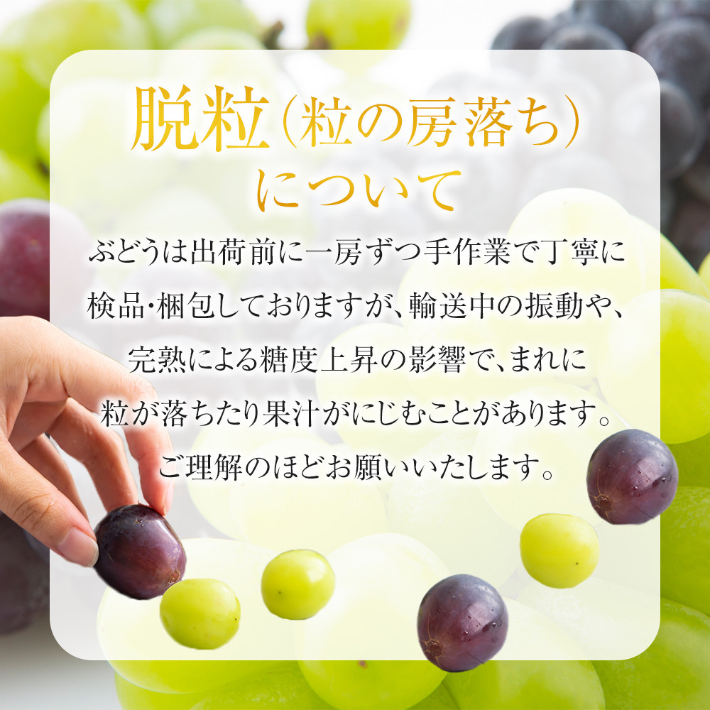 【8・9・12月 全3回】紀州産 巨峰とフルーツ定期便A（巨峰・梨・みかん） 【魚鶴商店】
