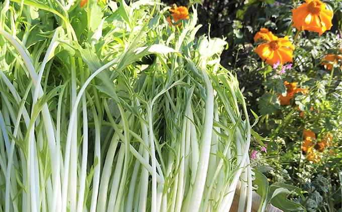 2ヶ月 定期便 瀬戸内「旬」のお野菜セット 7～11品目程度の詰合せ 野菜 農薬 化学肥料 除草剤不使用 岡山 M’s farm