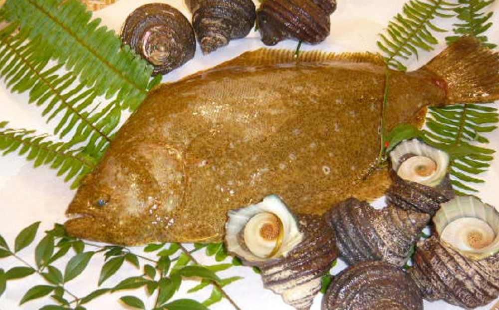 宗麟ひらめ・サザエの詰合せセット  ヒラメ 平目 鮃 刺身 刺し身 生魚 新鮮 大分県産 九州産 津久見市 国産