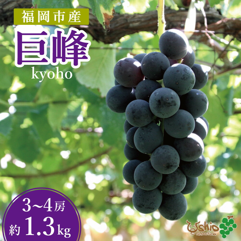 【2026年8月以降順次発送】福岡市産巨峰1300g3～4房【北海道・沖縄・離島発送不可】