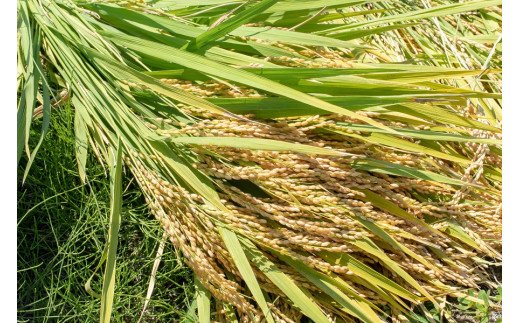 【令和8年産 新米】【定期便6ヶ月】殿やの「ササニシキ」精米 5kg×6ヶ月 山形県鶴岡市産　K-827