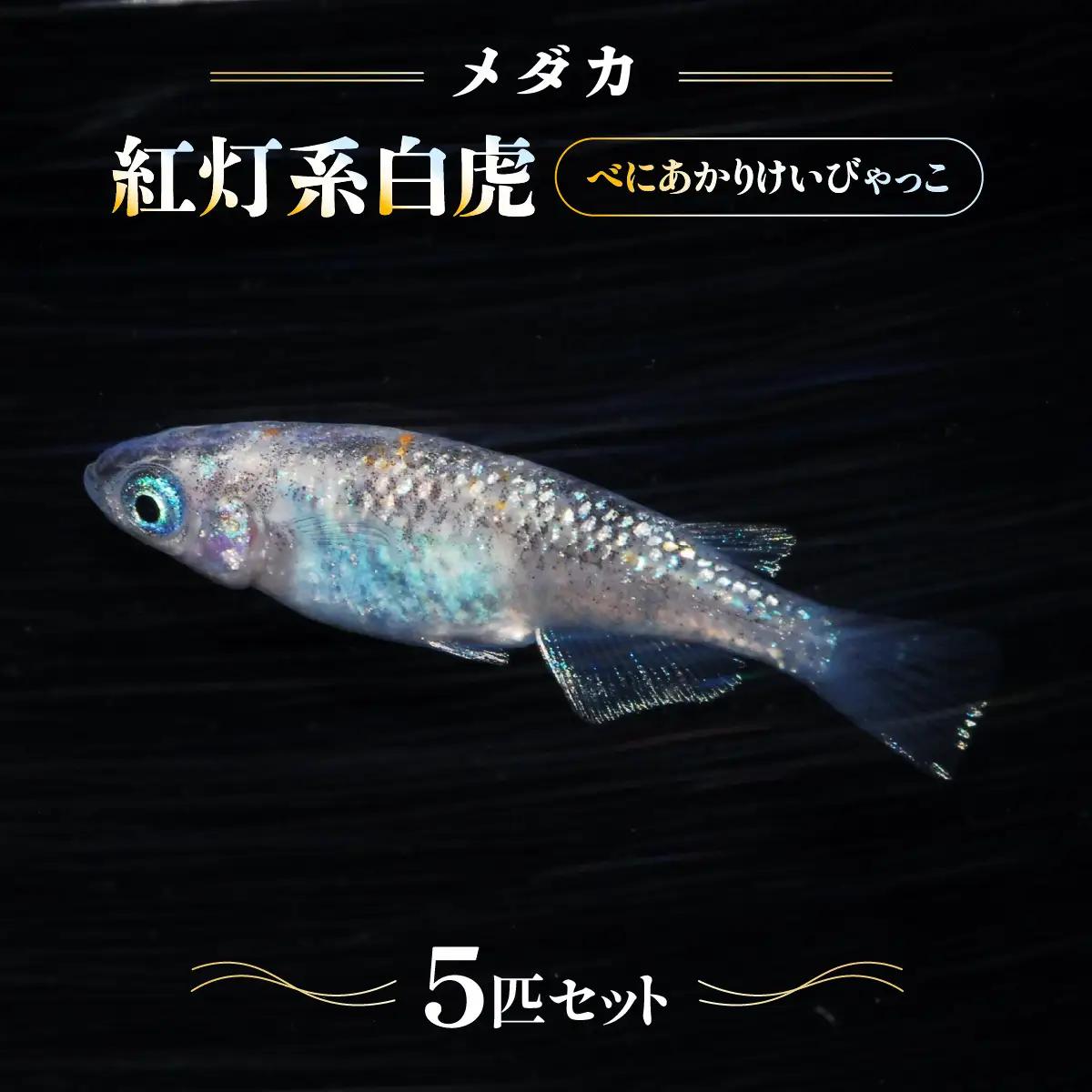 メダカ「紅灯系白虎(べにあかりけいびゃっこ)」5匹セット 生き物生き物 HNNAD001